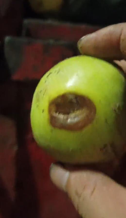 禮泉爛蘋(píng)果榨汁風(fēng)波 企業(yè)稱(chēng)有選果流程，市監(jiān)局緊急叫停產(chǎn)品出庫(kù)