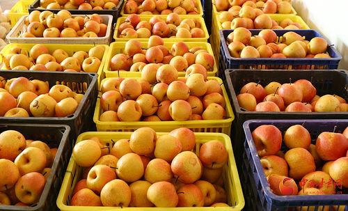 隴原山鄉(xiāng)新畫(huà)卷 西和特色農(nóng)產(chǎn)品借網(wǎng)出山，新鮮蔬菜香飄四方