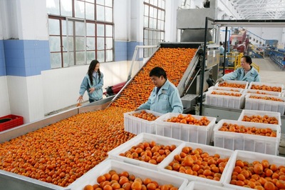 好物件 | 重慶江津 “橙”意滿滿，柑橘采摘正當(dāng)時(shí)，新鮮蔬菜也飄香